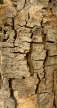Blurred focus bark tree texture Stock Photos