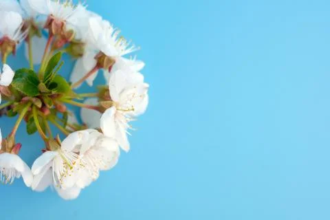 Blurred focus - twig of white cherry flowers on a blue background top view. Stock Photos