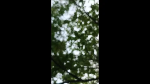 Blurred foliage background Stock Footage 286800544