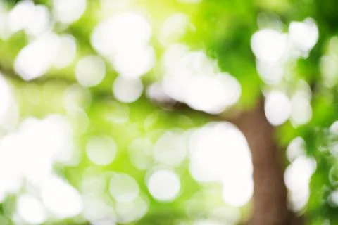Blurred foliage background Stock Photos