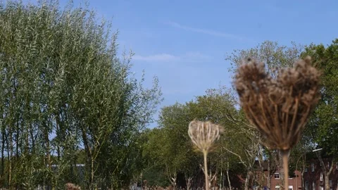 Blurred foreground the dry spots of two wild carrot. View of the green area Stock Footage 144309918