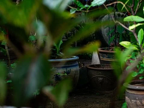 Blurred Foreground Leaves Framing Ceramic Garden Pots in Tropical Backyard 스톡 사진