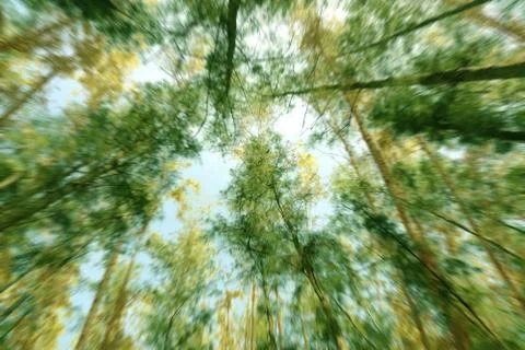Blurred forest background. Abstract green background Stock Photos
