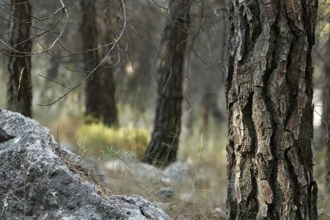 Blurred forest background framed by a tree and a rock with focus stacking Stock Photos