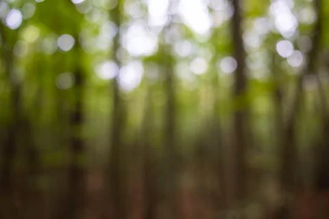 Blurred forest background or backdrop. Stock Photos