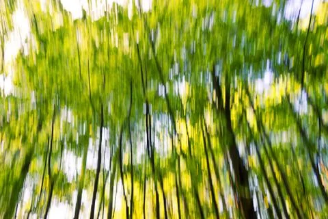 Blurred forest background Stock Photos