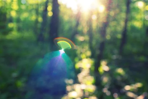 Blurred forest background Stock Photos