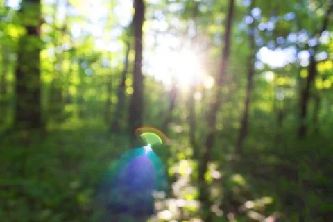 Blurred forest background Stock Photos