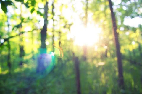 Blurred forest background Stock Photos