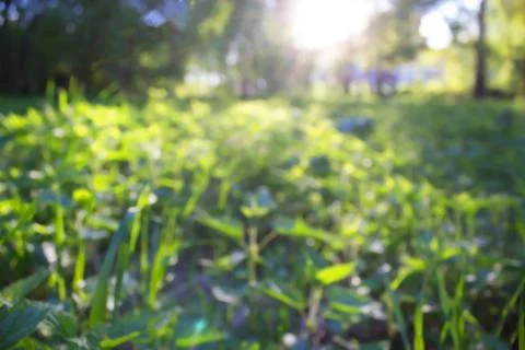 Blurred forest background Stock Photos