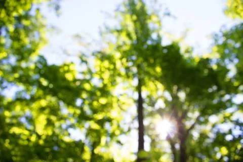 Blurred forest background Stock Photos