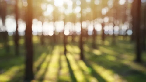 Blurred forest background with soft golden sunset backlight Stock Footage 279236383