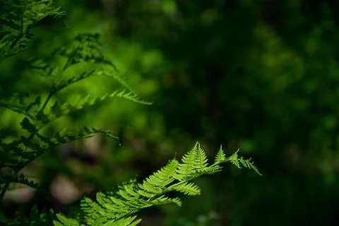Blurred forest background with space for text. Beautiful of fern leaves in .. Stock Photos