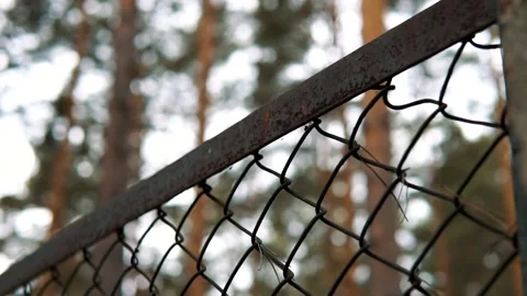 Blurred forest behind cobweb. Metal wire mesh fence at cloudy day. Stock-Footage 151365520