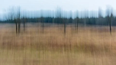The blurred forest edge Foto stock