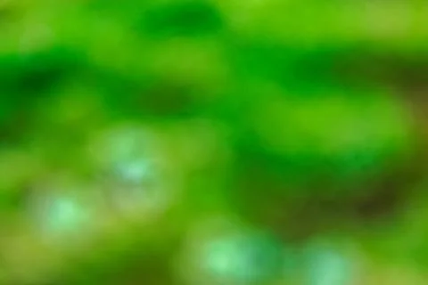 Blurred forest foliage as a backdrop Stock Photos