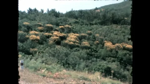 Blurred Forest Landscape Stock Footage 277585227
