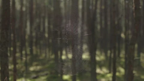 Blurred forest landscape spider dangles from its web in nature Beautiful green Stock Footage 275750967