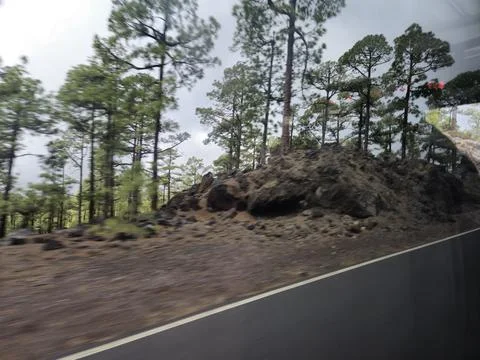 Blurred forest roadside view from moving vehicle Stock Photos