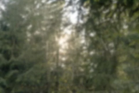 Blurred forest trees with sunlight. Soft woodland greenery and abstract natur Stock Photos