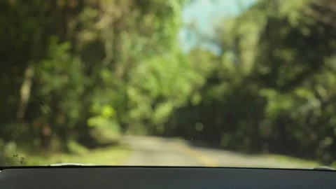 Blurred forest view. Road through green trees. Roadway, trees with green foliage Stock Footage 256775232