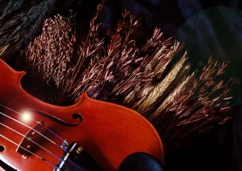 Blurred front side of violin put at botom left of dried flower background,vin Stock Photos