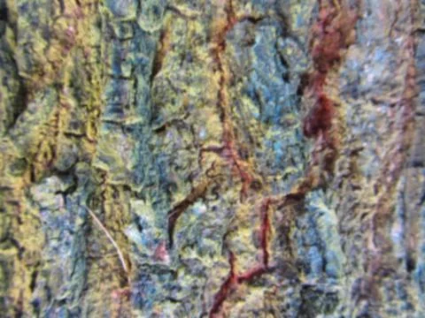 Blurred fruit tree bark texture background Stock Photos