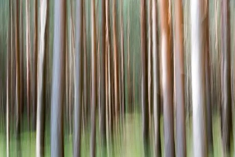 The blurred gate in the coniferous forest Foto stock