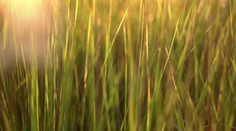 Blurred grass background. 4K shot Stock Footage 67530068