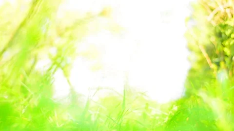 Blurred grass background with copy space Stock Footage 75084877