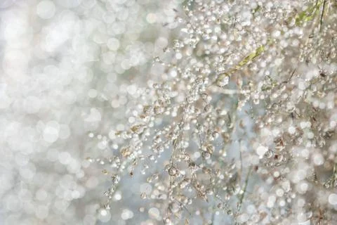 Blurred grass background with dew drops in the sunrise Stock Photos