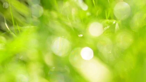 Blurred grass background Stock Footage 75084665