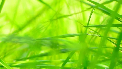 Blurred grass background Stock Footage 75084895