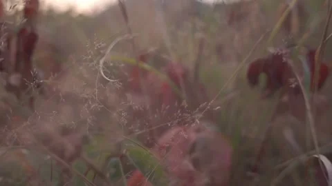 Blurred Grass Background Stock Footage 94708011