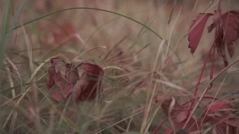 Blurred Grass Background Video stock 94708304