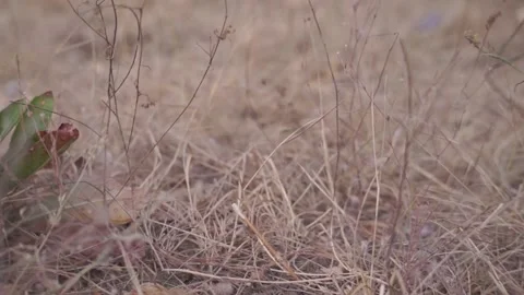 Blurred Grass Background Stock Footage 94708331