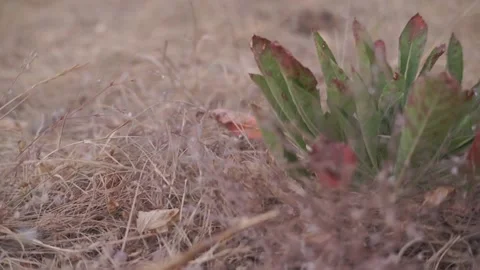 Blurred Grass Background Stock Footage 94708355
