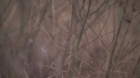 Blurred Grass Background Stock Footage 94708439