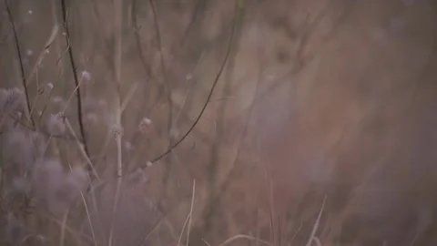 Blurred Grass Background Stock Footage 94708452