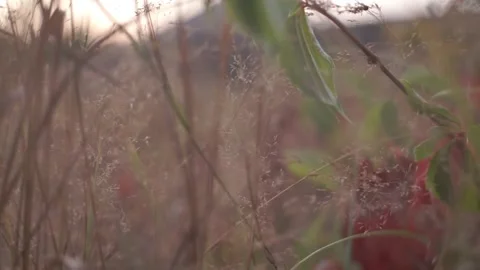 Blurred Grass Background Stock Footage 94708460