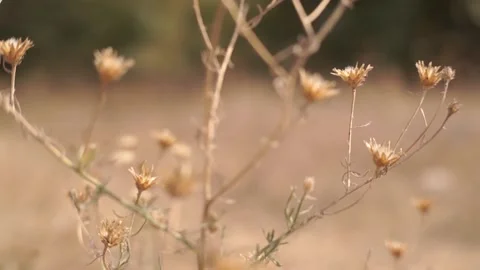 Blurred Grass Background Stock Footage 94708479