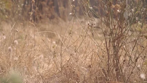 Blurred Grass Background Stock Footage 94708494