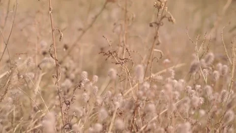 Blurred Grass Background Stock Footage 94708563
