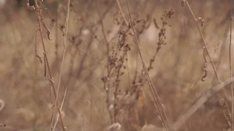 Blurred Grass Background Stock Footage 94708622