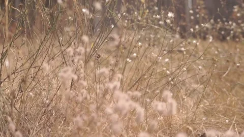 Blurred Grass Background Stock Footage 94708627