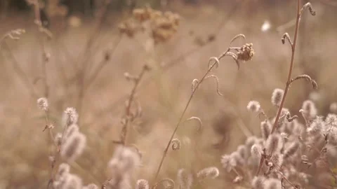 Blurred Grass Background Stock Footage 94708895