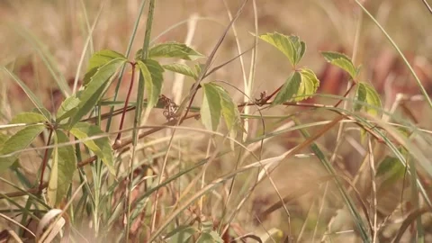 Blurred Grass Background Stock Footage 94708907