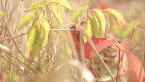 Blurred Grass Background Stock Footage 94708961