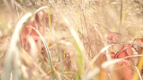 Blurred Grass Background Stock Footage 94709028