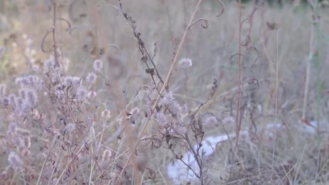 Blurred Grass Background Stock Footage 94709042